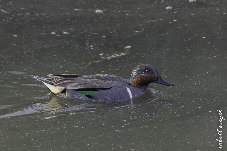 emily renzel wetlands 2026